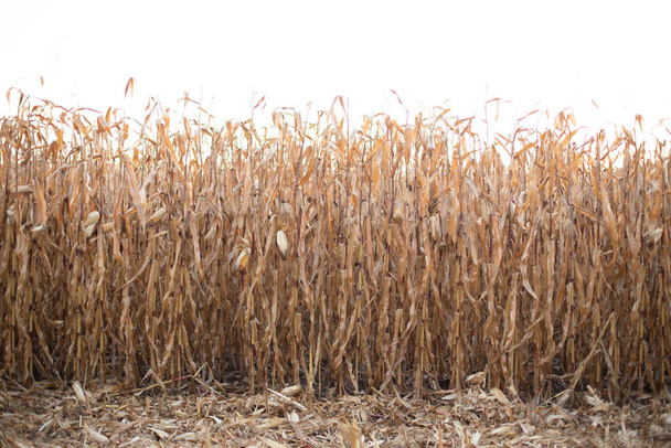 field corn dry harvest season farming background harvesting - Photo, Image