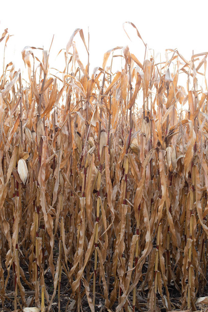 αγρός καλαμπόκι ξηρή συγκομιδή εποχή συγκομιδής συγκομιδή υποβάθρου - Φωτογραφία, εικόνα