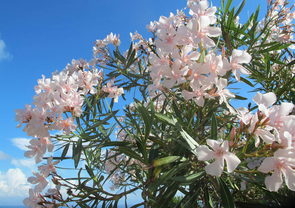 Un beau buisson rose-floraison de laurier rose contre un ciel bleu vif et des rayons de soleil brillants à travers d'étroites feuilles vertes et de délicats pétales - Photo, image