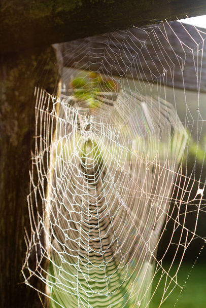Spider's web on a meadow - Foto, imagen