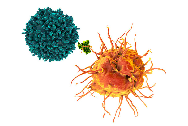 Dendritik hücre T-hücresine antijen sunuyor, 3 boyutlu illüstrasyon - Fotoğraf, Görsel