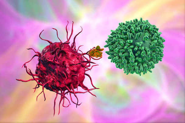 Δενδριτικό κύτταρο που παρουσιάζει αντιγόνο σε Τ-κύτταρο, τρισδιάστατη απεικόνιση - Φωτογραφία, εικόνα