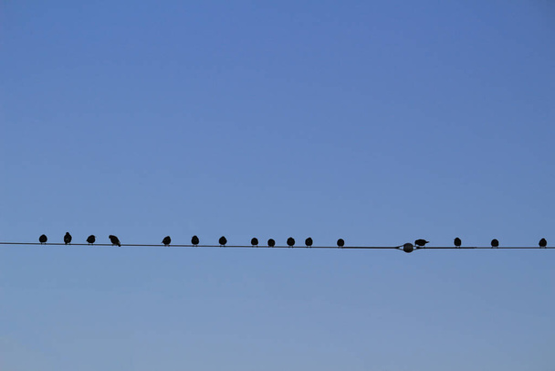 Стая голубей, стоящих бок о бок на электрическом проводе в ожидании рассвета - Фото, изображение
