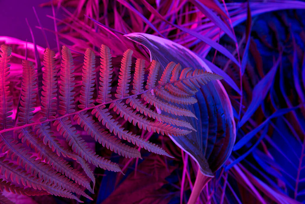 Floresta de folha tropical brilha no fundo de luz preta. Alto contraste. - Foto, Imagem