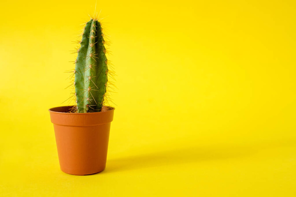 Cactus with sharp long spikes and thorns in a terracotta pot on a yellow background. The concept of minimalism and plant care. Home garden, home plants. Place for text - Foto, Bild