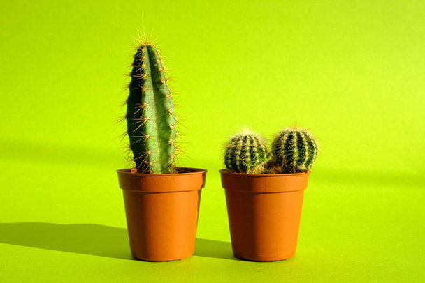 Cactus con puntas largas afiladas y espinas en una olla de terracota sobre un fondo verde brillante. El concepto de minimalismo y cuidado de las plantas. Jardín casero, plantas caseras
. - Foto, imagen