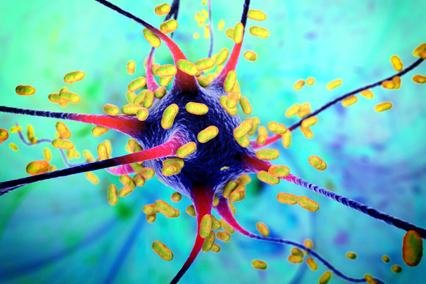 Bakterie infikující neurony, mozkové buňky, 3D ilustrace. Koncepční ilustrace bakteriální encefalitidy, meningitidy, bakteriální infekce mozkové tkáně - Fotografie, Obrázek