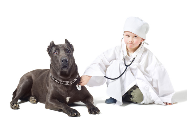 Little serious vet listens to dog - Fotoğraf, Görsel