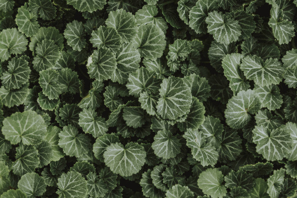 Natürlicher Hintergrund der grünen Blätter - Foto, Bild