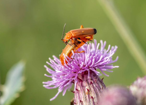 Mating beetles - soldiers on a flower of sow-thistle - Photo, Image