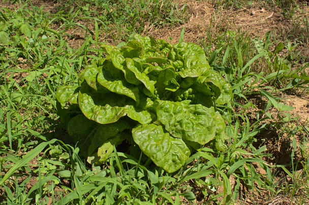 Lettuce ( Lactuca Sativa) in a vegetable garden - Photo, Image