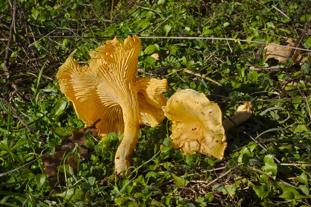 Cantharellus cibarius, commonly known as the chanterelle, or girolle - Photo, Image