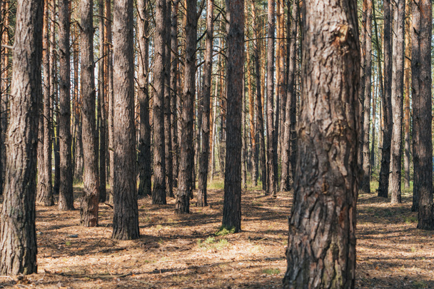 foyer sélectif des troncs d'arbres dans les bois d'été  - Photo, image