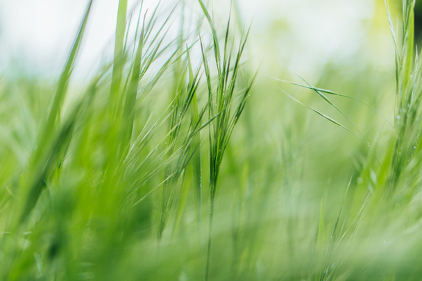 закрыть зеленую и свежую траву
  - Фото, изображение