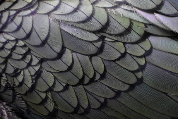 plumas de aves abstractas de color exótico
 - Foto, Imagen