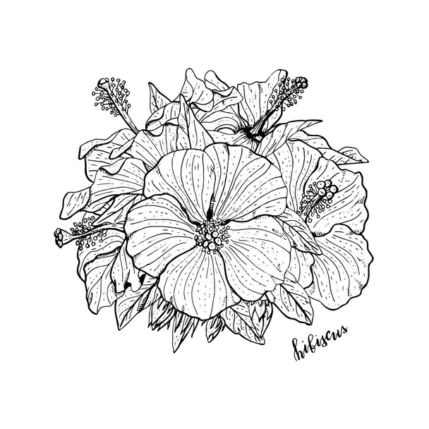 Hand drawn monochrome hibiscus flowers arrangement. Floral design element. Isolated on white background. Vector - Vector, Imagen