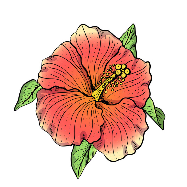 Met de hand getekend rood hibiscus bloem clipart. Bloemen ontwerp element. Geïsoleerd op witte achtergrond. Vector - Vector, afbeelding