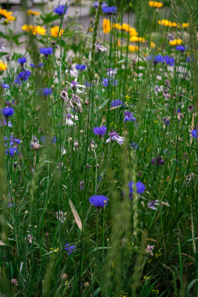 acianos entre la hierba en el prado
 - Foto, Imagen