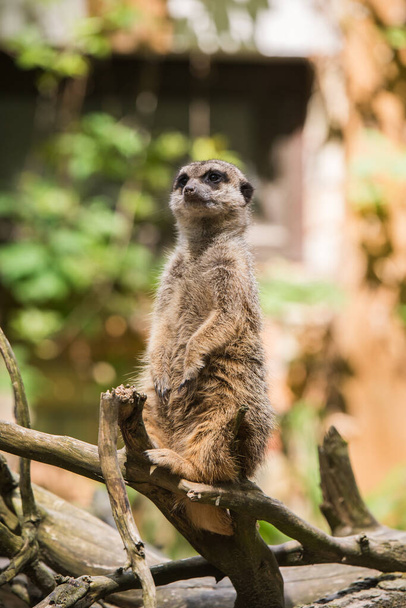 Meerkat, Suricata suricatta,ラトビア動物園の外の木に座って - 写真・画像