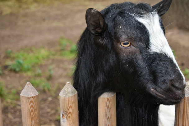 Keçi. Köydeki bir çiftlikteki keçinin portresi. Güzel keçi pozu. - Fotoğraf, Görsel