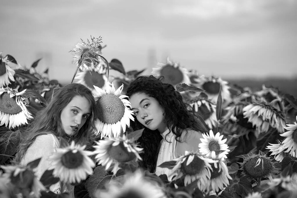 Hermosas chicas jóvenes posando al atardecer en un campo de girasol  - Foto, Imagen