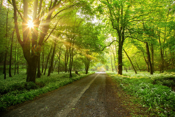 Strada forestale con sole mattutino che sbircia tra i rami. - Foto, immagini