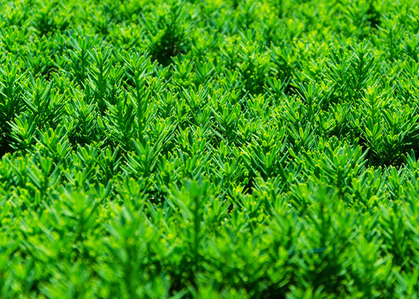 green trimmed bushes close up 2 - Photo, Image