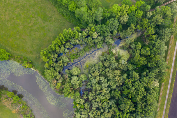 Morava river marshlands from top down view. - Photo, Image