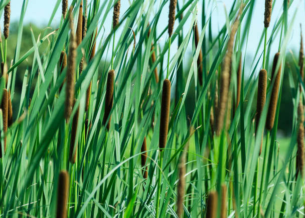 Typha anginatifolia perennial water and marsh herbaceous plant species of the genus Rogoz - Photo, Image