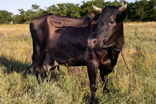 Μια μαύρη αγελάδα με μια αλυσίδα γύρω από το λαιμό της βόσκει σε ένα λιβάδι και τρώει γρασίδι. Χορήγηση βοσκοτόπων, βοσκοτόπων και γαλακτοκομικών εκμεταλλεύσεων. - Φωτογραφία, εικόνα
