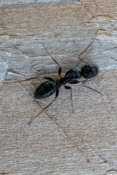 fourmi noire sur clôture en bois macro gros plan - Photo, image