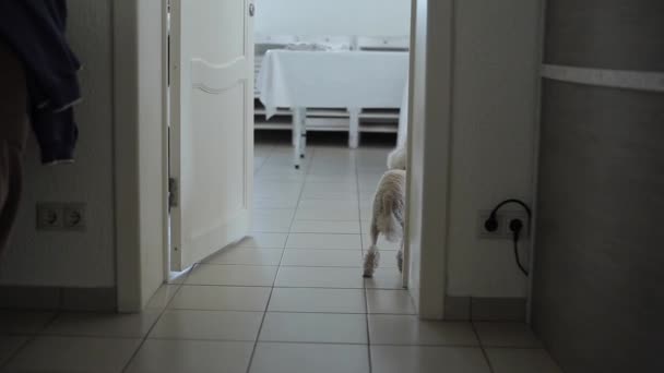 Hauska koira villakoira, jolla on hiustenleikkuu, joka seisoo suuren huoneen oviaukossa pöydillä ja heiluttaa häntäänsä. Näkymä takaa. lähikuva - Materiaali, video