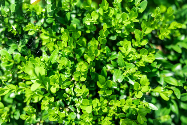 Boxwood green as a background, close-up - Photo, Image