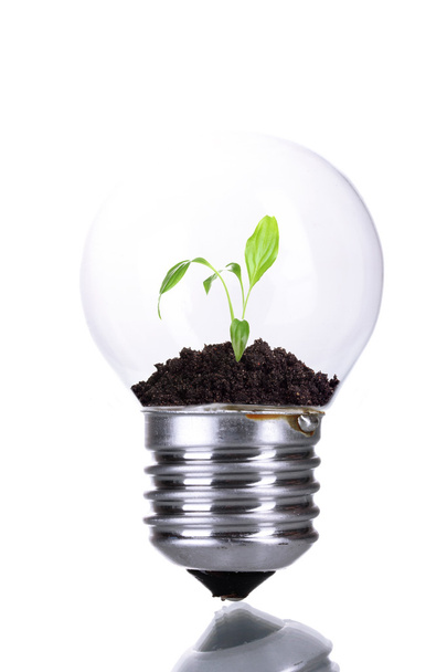 Green eco energy concept. Plant growing inside light bulb, isolated on white - Foto, afbeelding