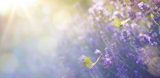 Arte abstrata Paisagem floral de verão; bela flor de lavanda de verão e borboleta de mosca contra céu ensolarado à noite; paisagem natural fundo
. - Foto, Imagem