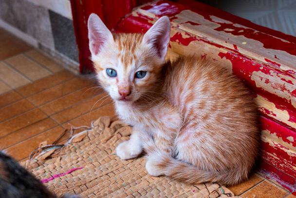naranja rayas lindo gatito sentado en casa
 - Foto, imagen