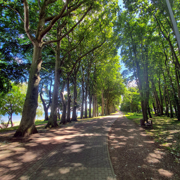 Langs de kust en fietspad tussen de bomen - Foto, afbeelding