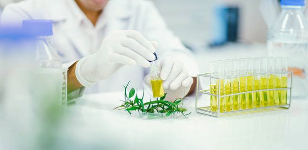 scienziato in laboratorio testando olio cbd estratto da una pianta di marijuana. Farmacia sanitaria da cannabis medica. - Foto, immagini