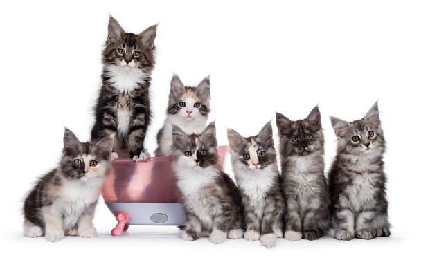 Groupe de sept chatons chat Maine Coon de différentes couleurs et motifs, assis dans et à côté d'un bain de poupée en plastique rose. Ils regardent tous vers la caméra. Isolé sur fond blanc. - Photo, image