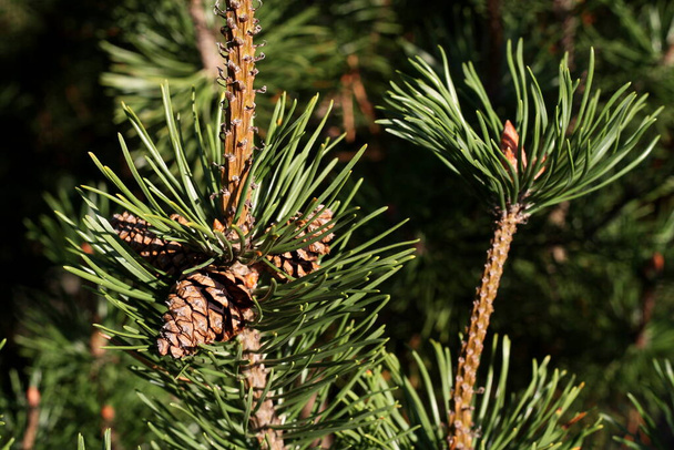 pinus mugo - cônes de pin des marais - Photo, image