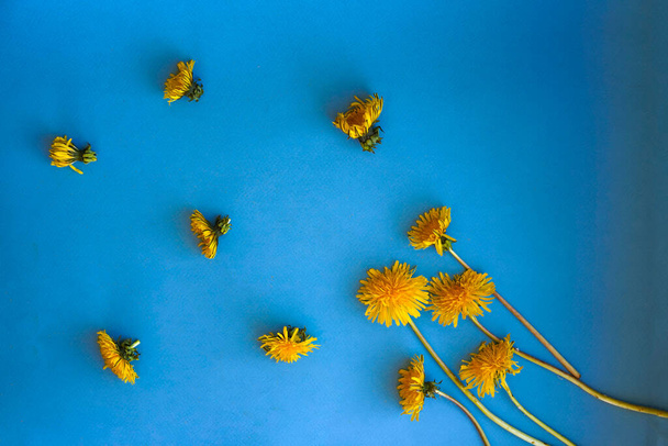 Yellow dandelions are scattered on the blue surface, workspace - Photo, Image
