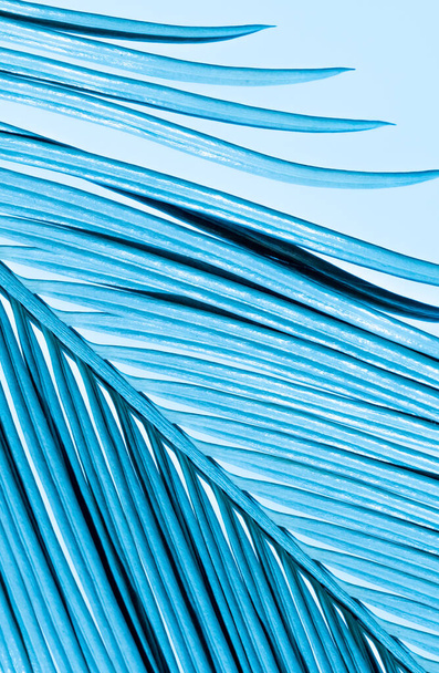 Close-up Tropical Palm Branch w niebieskim neonowych kolorach trendu na niebieskim tle. - Zdjęcie, obraz