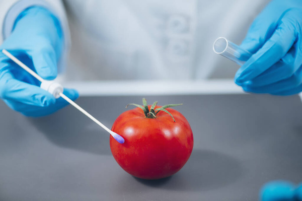 Food Safety Laboratory Analysis - Biochemist looking for presence of pesticides in tomatoes - Foto, imagen