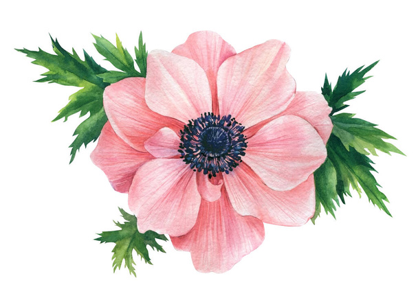 Rózsaszín rózsa, virág fehér, elszigetelt háttérrel. Akvarell illusztráció - Fotó, kép