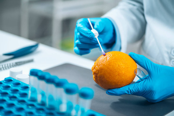 Technik Laboratorium ds. Bezpieczeństwa Żywności badający owoce cytrusowe pomarańczy pod kątem obecności pestycydów - Zdjęcie, obraz