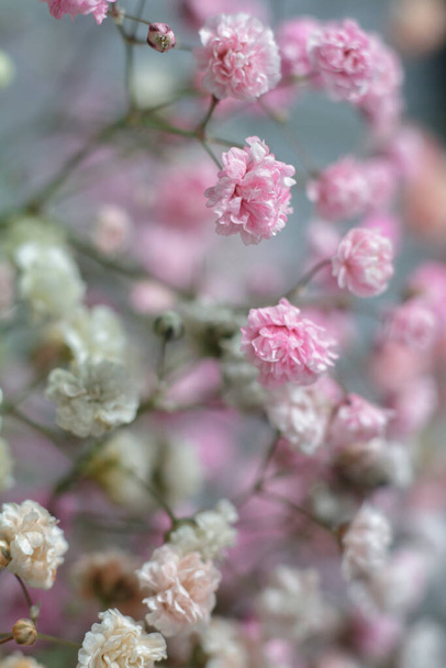 Kolorowy bukiet cygańskich kwiatów na szarym tle. Minimalna kompozycja cygańskich kwiatów na pastelowym tle. - Zdjęcie, obraz