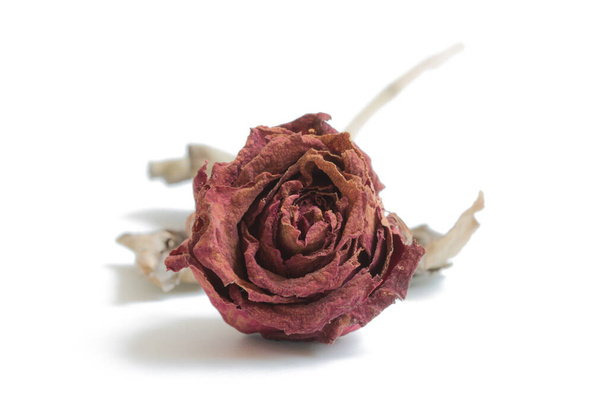Detailní-usychající červené růže na bílém pozadí - Fotografie, Obrázek