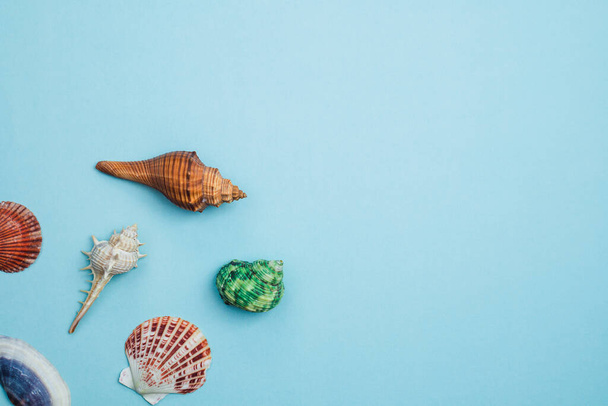 Sea shells on blue background for decoration and travelling concept - Fotoğraf, Görsel