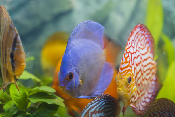 Крупним планом вид на чудових барвистих акваріумних риб диска. Прекрасний фон природи
. - Фото, зображення