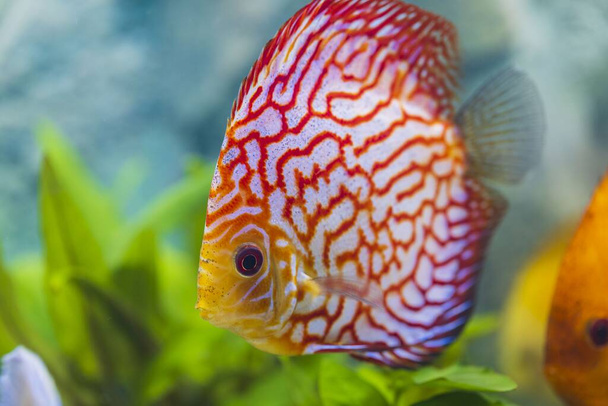 Close up view of gorgeous checkerboard red map diskus aquarium fish. Koncept hobby. - Fotografie, Obrázek